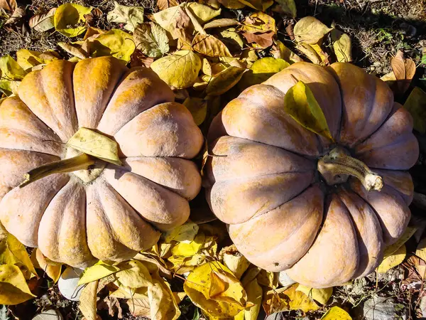 Manojo Calabazas Campo — Foto de Stock