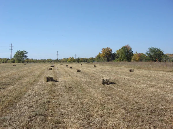Hasattan sonra saman balyalarıyla tarım arazisi.