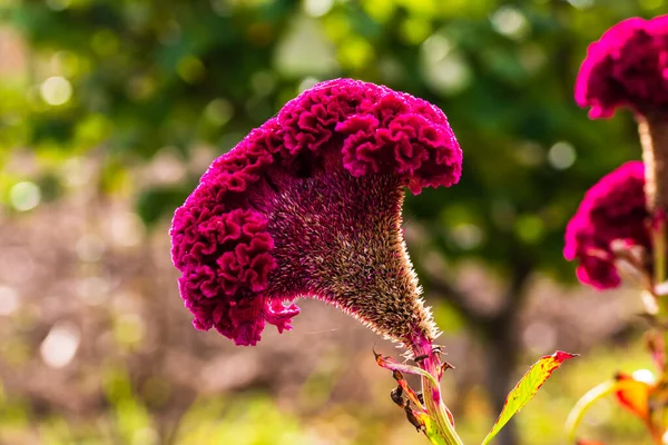 Isolé Coloré Celosia Cristata Fleur Dans Jardin Gros Plan Fleur — Photo