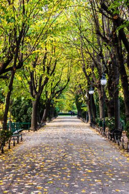 Romanya 'nın başkenti Bükreş' teki Cismigiu parkındaki boş sokak