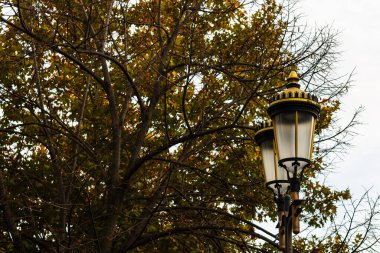 Parkta sonbahar. Kahverengi yapraklı sonbahar manzarası