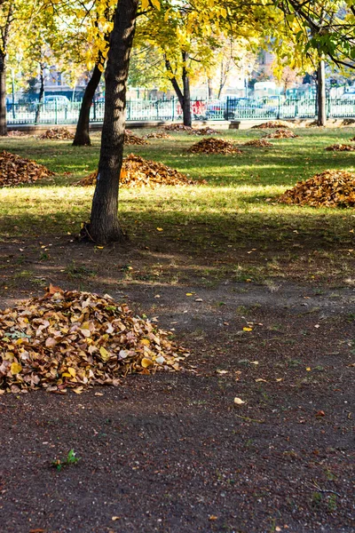 公園で秋 紅葉の秋の風景 — ストック写真