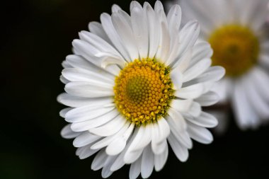 Bellis perennis çiçeği. Papatya baharda açar