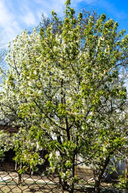Bahar zamanı, bahçede çiçek ağaçları.