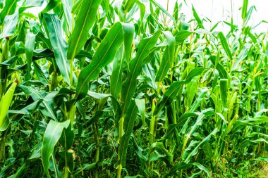 Yeşil mısır tarlasında büyüyen güneş ışığı, tarımda yetişen yeşil mısırın ayrıntıları.