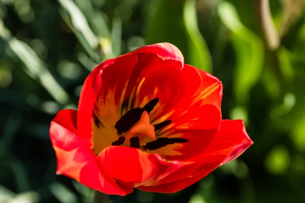 Tulipas Vermelhas Canteiro Flores Primavera — Fotografia de Stock