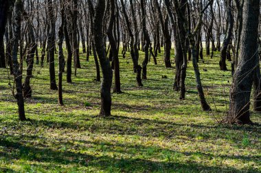 Ağaç gövdeleri sık bir ormanda, sıra sıra ağaçların arasında.