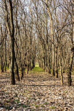 Ağaç gövdeleri sık bir ormanda, sıra sıra ağaçların arasında.