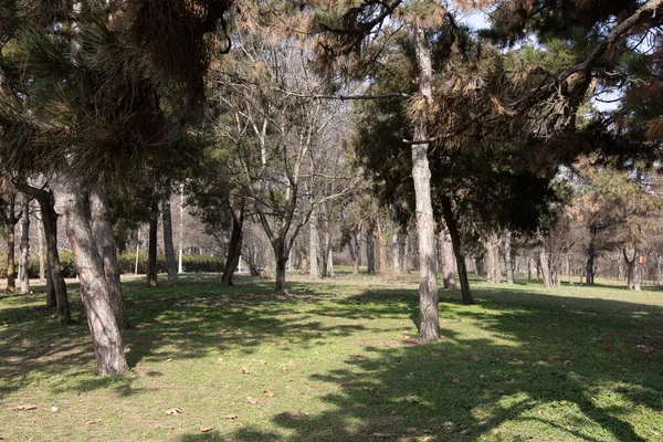 Outono Num Parque Cenário Outono Com Folhas Marrons — Fotografia de Stock