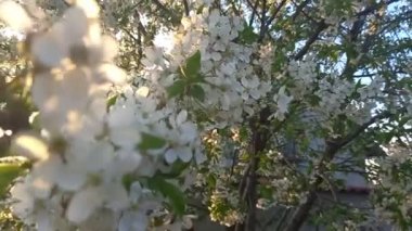 Elma Bahçeleri Güzel Beyaz Çiçeklerini sergiliyor