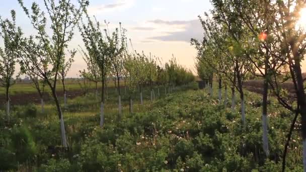 Сады Apple Демонстрируют Свои Прекрасные Белые Цветы — стоковое видео