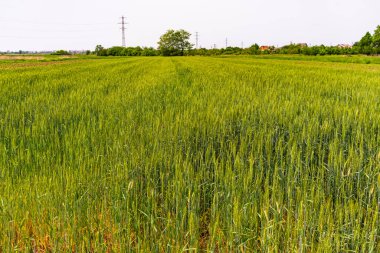 Taze yeşil buğday tarlası. Kırsal tahıl tarlası