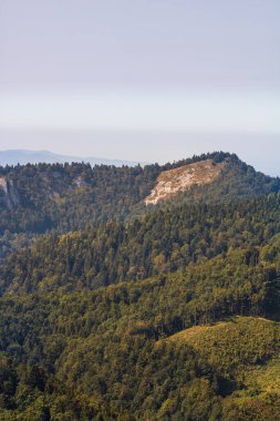Yeşil dağ orman manzarası. Romanya 'nın Bihor kentinde çayırları olan güzel doğa.