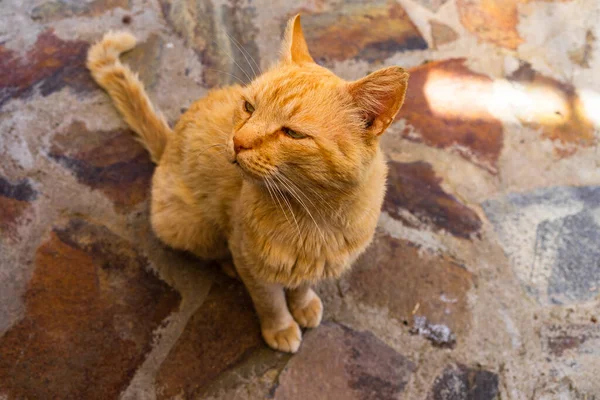 Sweet lazy ginger kitten - orange kitten close up