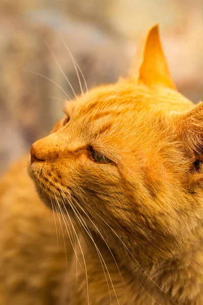 Sweet lazy ginger kitten - orange kitten close up