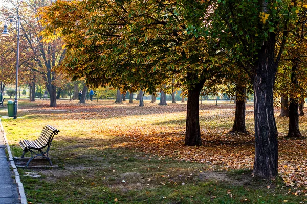 Herbst Park Herbstliche Landschaft Mit Braunen Blättern — Stockfoto