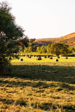 Altın saman balyaları. Farklı ekinlerden ve samanlıktan oluşan tarım paketleri