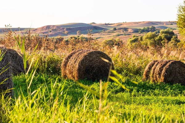 Balles Foin Doré Parcelles Agricoles Différentes Cultures Rouleau Foin — Photo