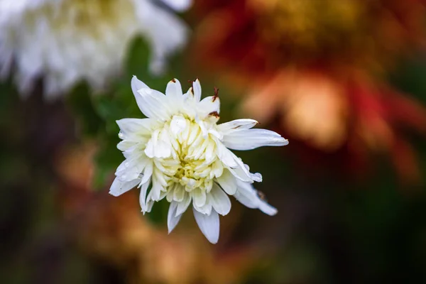 Close White Chrysanthemum Flower Solated Garden — Stock Photo, Image