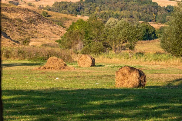 Golden Hay Bales Agricultural Parcels Different Crops Hay Roll — Stock Photo, Image