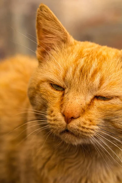 Sweet lazy ginger kitten - orange kitten close up