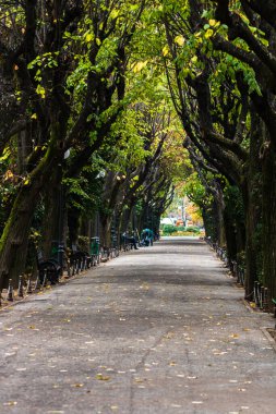 Romanya 'nın başkenti Bükreş' teki Cismigiu parkındaki boş sokak