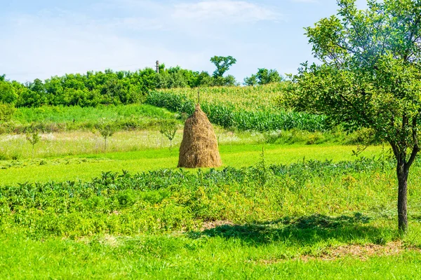 Традиційні Східні Єврозові Стоки Полі — стокове фото