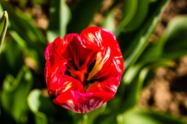 Baharda çiçeklikte kırmızı laleler