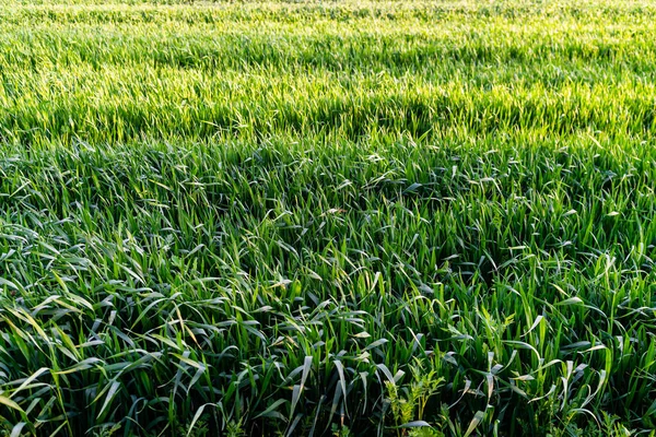 Buğday tarlası ve tarım kavramının ayrıntıları