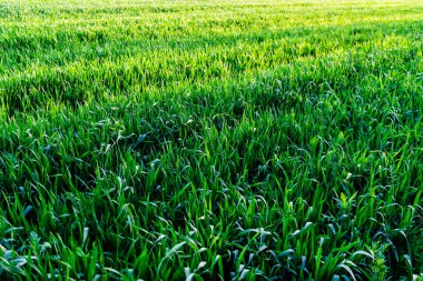 Buğday tarlası ve tarım kavramının ayrıntıları