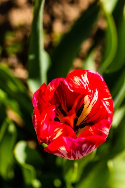 Baharda çiçeklikte kırmızı laleler