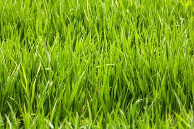 Buğday tarlası ve tarım kavramının ayrıntıları