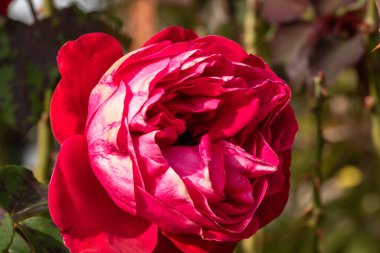 Bahçede izole edilmiş renkli bir gül. Kopya alanı var. Rose arka plan duvar kağıdını izole etti.