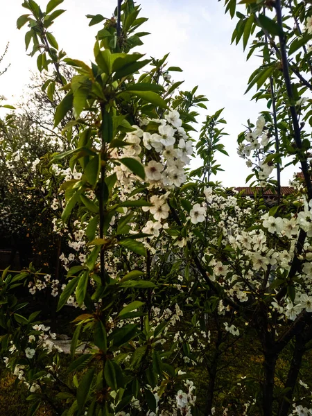 Primavera Árvores Flor Jardim — Fotografia de Stock