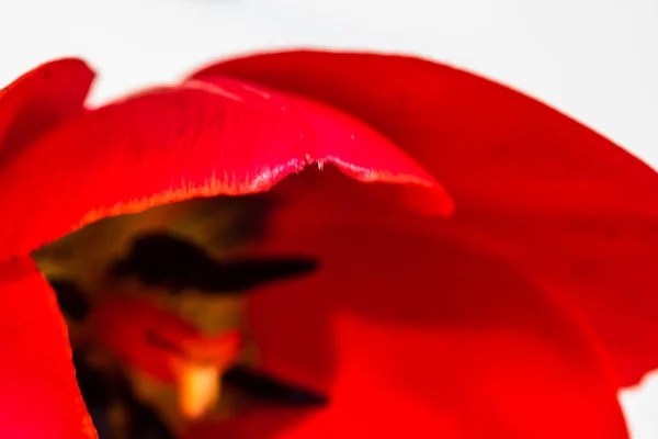 Kırmızı Lalenin Makro Görüntüsü Izole Edilmiş Lale Penisi Yakın Kırmızı — Stok fotoğraf