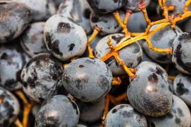 Olgun üzümlere ve üzümlerin arka planına yakın dur..