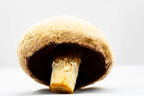 Frische Champignons Champignon Pilze Aus Nächster Nähe Isoliert — Stockfoto