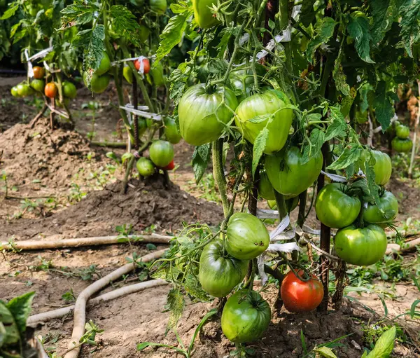 Bahçedeki bir dalda olgunlaşmamış domatesler..