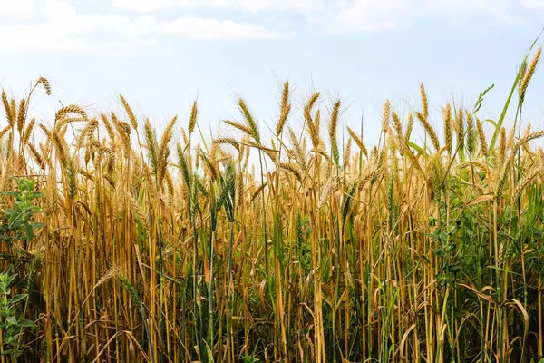 Part Golden Wheat Field Sunny Day Stock Photo