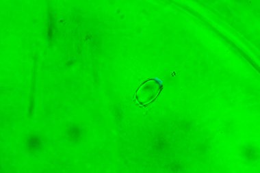 Su yüzeyinde yağ damlaları ve dalgaları olan soyut renkli arkaplan. Soyut arkaplan kavramı