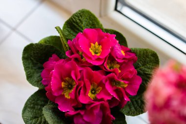 Primula çiçekleri yakın, pembe çuha çiçeği tencerede..