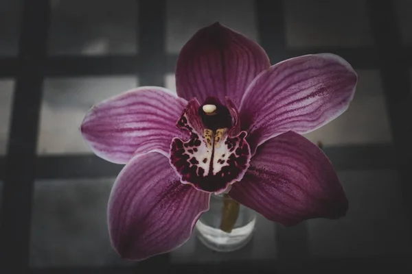 Όμορφη Λεπτή Ορχιδέα Λουλούδι Ένα Μίνι Γυάλινο Μπουκάλι Νερό Μικρό — Φωτογραφία Αρχείου