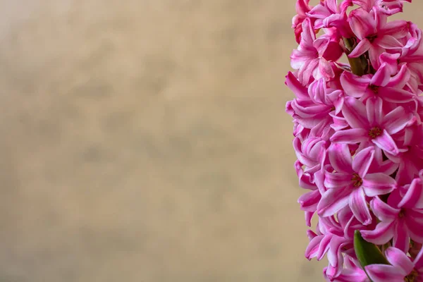 ポット屋外でピンクのヒヤシンス繊細な花 — ストック写真