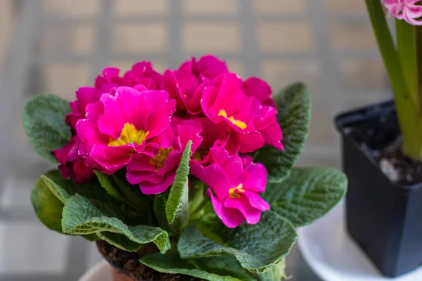 Primula Primevère Fleurs Gros Plan Primevère Rose Dans Pot — Photo