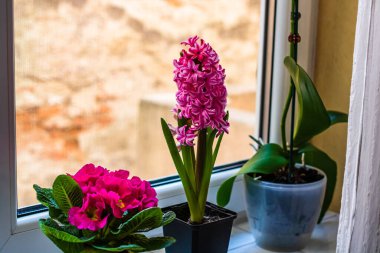 Tencerede pembe sümbül, ev çiçekleri kapalı pencerenin yanında..