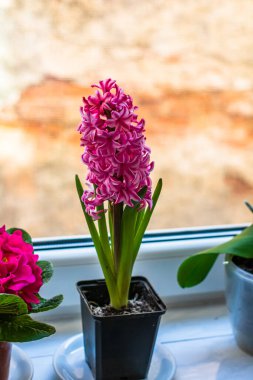Tencerede pembe sümbül, ev çiçekleri kapalı pencerenin yanında..