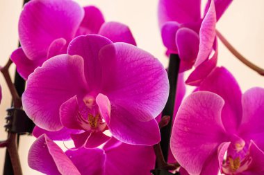 Güzel narin Phalaenopsis orkide çiçekleri, detaylar ve yakın çekim fotoğrafı..