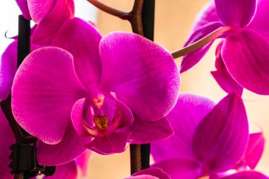 Güzel narin Phalaenopsis orkide çiçekleri, detaylar ve yakın çekim fotoğrafı..