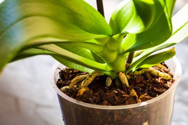 Çiçek saksısında falanopsis orkidesinin genç ve sağlıklı kökleri. Organ nakli, bahçe işleri, bitki bakımı konsepti..