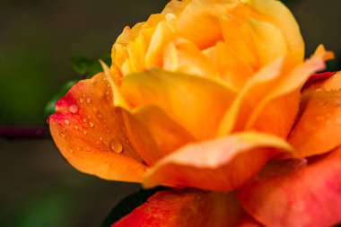 Kapalı ve seçici odak, turuncu gülün üzerindeki yağmur damlaları açık havada.